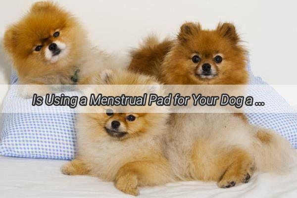 Is Using a Menstrual Pad for Your Dog a Modern Solution Find Out Now